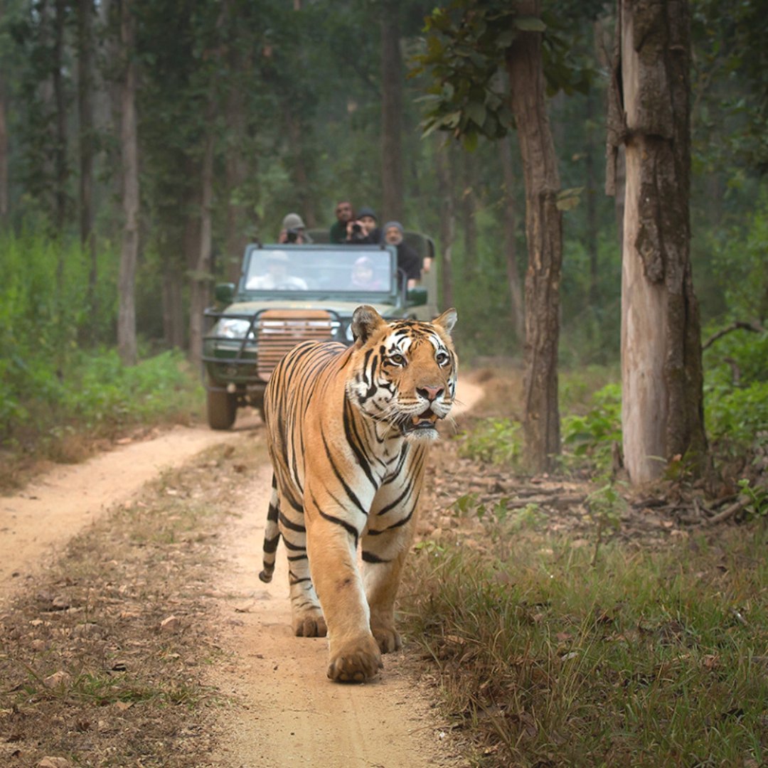 Kanha monsoon buffer