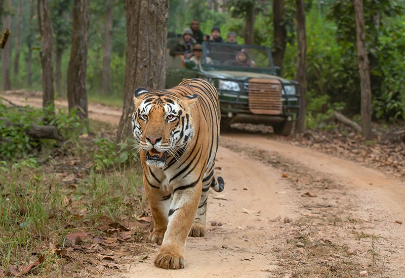 Tiger Safari - Kanha
